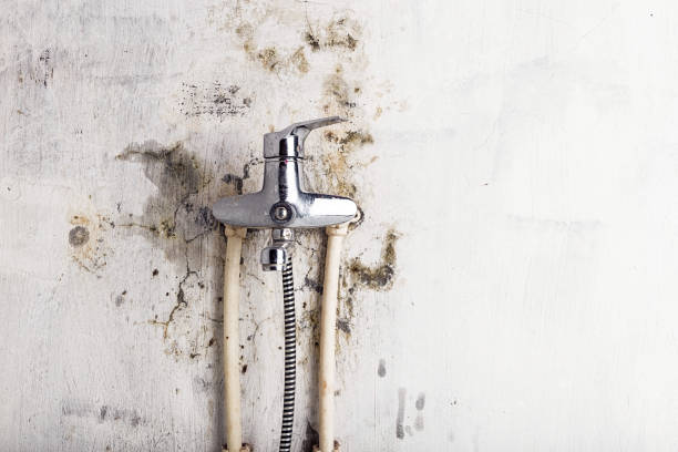 Best Professional Mold Removal  in Durham, OR