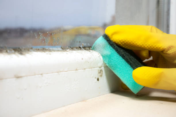 Mold Removal and Inspection in Durham, OR