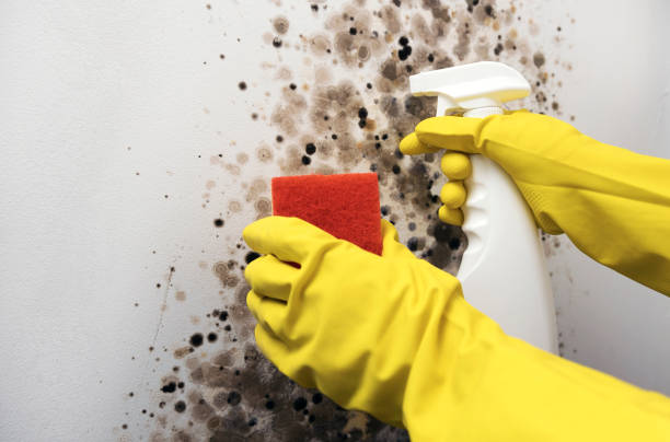 Best Attic Mold Removal  in Durham, OR