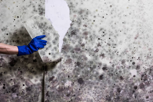 Best Mold Damage Repair  in Durham, OR